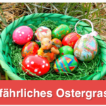 Ostergras Gefahr