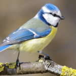 Blaumeise Singvogel