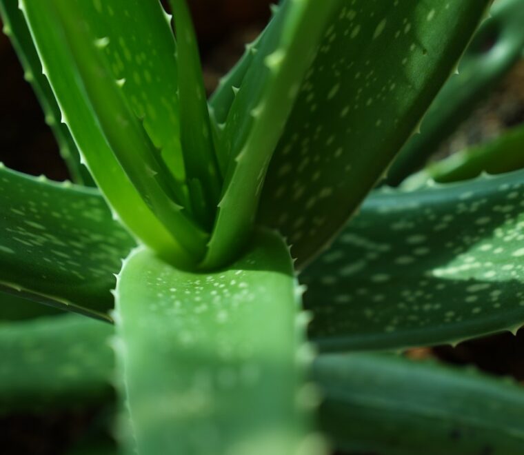 Aloe