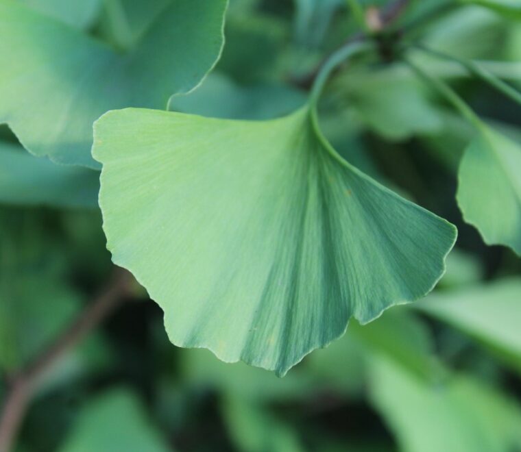 Ginkgoblatt